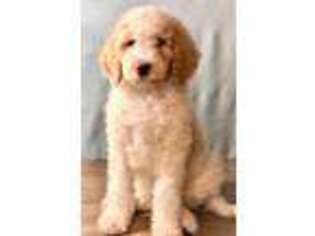 Goldendoodle Puppy for sale in Shelbyville, IL, USA