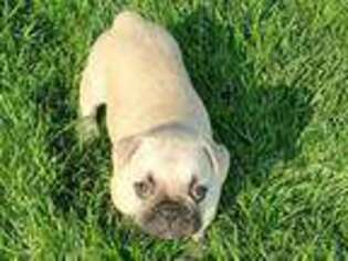 French Bulldog Puppy for sale in Blackfoot, ID, USA