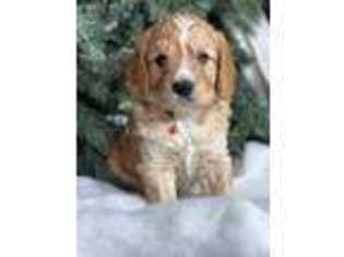 Cavapoo Puppy for sale in Fair Play, MO, USA