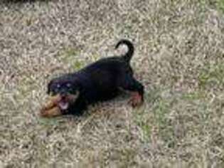 Rottweiler Puppy for sale in Ludowici, GA, USA