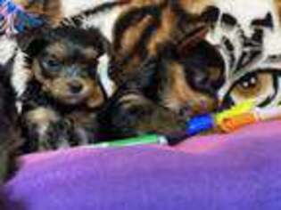 Yorkshire Terrier Puppy for sale in Huguenot, NY, USA