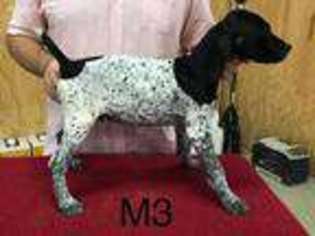 German Shorthaired Pointer Puppy for sale in Moscow, TX, USA