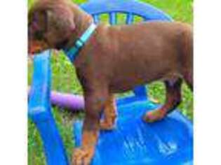 Doberman Pinscher Puppy for sale in Harrisburg, PA, USA