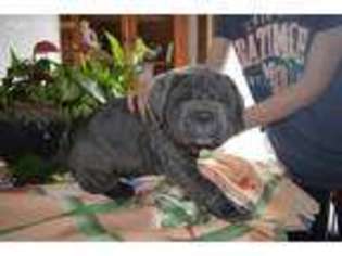 Neapolitan Mastiff Puppy for sale in Germantown, OH, USA