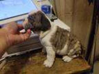 Bulldog Puppy for sale in Mercedes, TX, USA