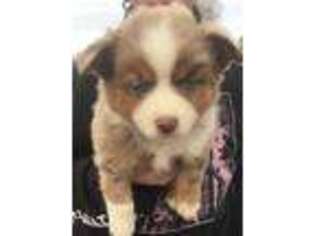 Miniature Australian Shepherd Puppy for sale in Gilmer, TX, USA