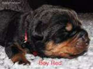 Rottweiler Puppy for sale in Galloway, OH, USA