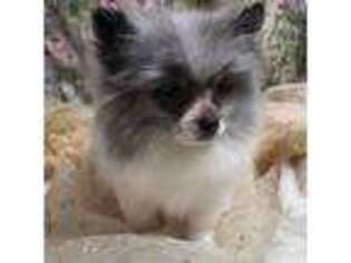 Pomeranian Puppy for sale in Picayune, MS, USA