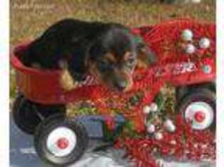 Dachshund Puppy for sale in Rutherfordton, NC, USA