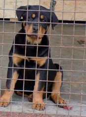 Rottweiler Puppy for sale in Seattle, WA, USA