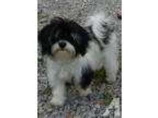 Havanese Puppy for sale in SARDINIA, OH, USA