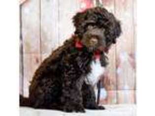 Portuguese Water Dog Puppy for sale in Landenberg, PA, USA