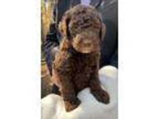 Goldendoodle Puppy for sale in Pinehurst, TX, USA