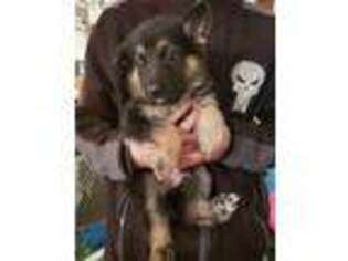 German Shepherd Dog Puppy for sale in Lorain, OH, USA