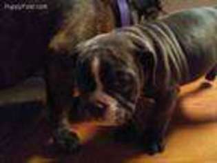 Olde English Bulldogge Puppy for sale in Anderson, IN, USA