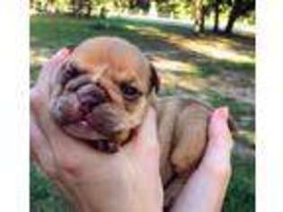 Bulldog Puppy for sale in La Vernia, TX, USA