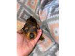 Dachshund Puppy for sale in Keenesburg, CO, USA
