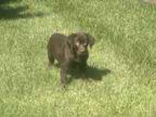 Labrador Retriever Puppy for sale in Indianapolis, IN, USA