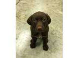 German Shorthaired Pointer Puppy for sale in King, NC, USA