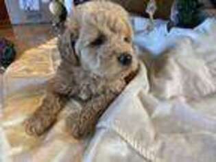Labradoodle Puppy for sale in Bellingham, WA, USA