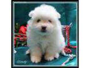 American Eskimo Dog Puppy for sale in Ainsworth, NE, USA