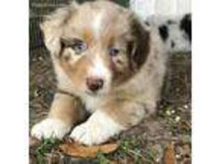 Australian Shepherd Puppy for sale in Wellborn, FL, USA