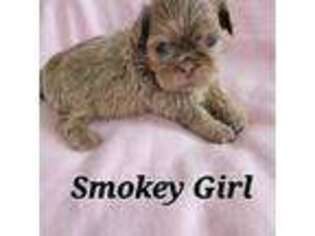 Mutt Puppy for sale in Port Huron, MI, USA