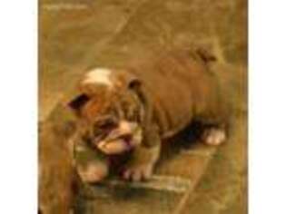 Bulldog Puppy for sale in Keosauqua, IA, USA