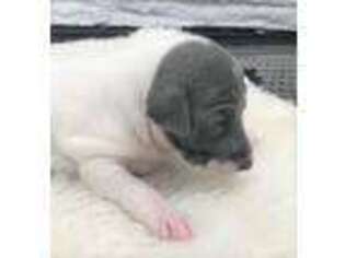 Italian Greyhound Puppy for sale in Blue Ridge, TX, USA