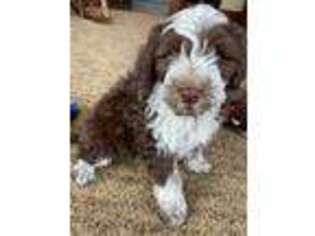 Portuguese Water Dog Puppy for sale in Mogadore, OH, USA