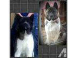 Akita Puppy for sale in LAFAYETTE, OR, USA