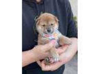 Shiba Inu Puppy for sale in El Monte, CA, USA