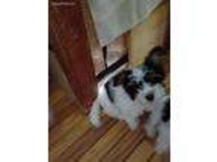 Biewer Terrier Puppy for sale in Upper Black Eddy, PA, USA