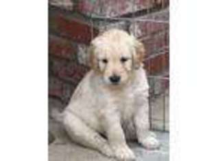 Goldendoodle Puppy for sale in Chatsworth, CA, USA