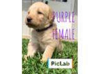 Labradoodle Puppy for sale in Cleburne, TX, USA