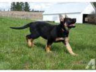German Shepherd Dog Puppy for sale in DEARY, ID, USA