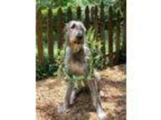 Irish Wolfhound Puppy for sale in Dearing, GA, USA