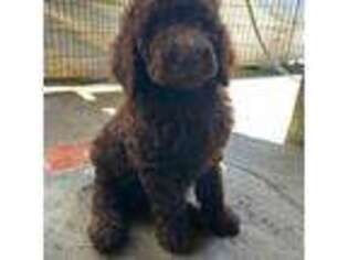 Labradoodle Puppy for sale in Santa Ana, CA, USA