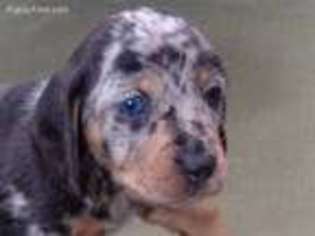 Dachshund Puppy for sale in Henderson, TX, USA