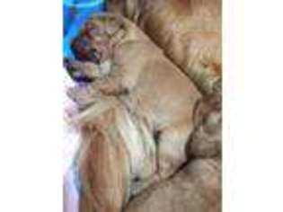 Golden Retriever Puppy for sale in Verndale, MN, USA