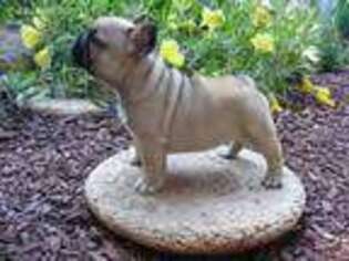French Bulldog Puppy for sale in Hopkinton, MA, USA
