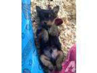 Yorkshire Terrier Puppy for sale in ONTARIO, NY, USA