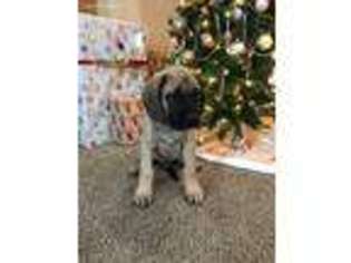 Mastiff Puppy for sale in Cisne, IL, USA