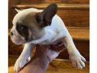 French Bulldog Puppy for sale in Berlin, CT, USA