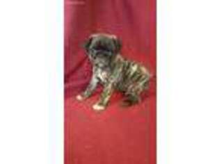 Pug Puppy for sale in Blanchester, OH, USA