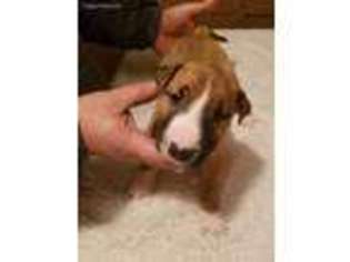 Bull Terrier Puppy for sale in Centerburg, OH, USA