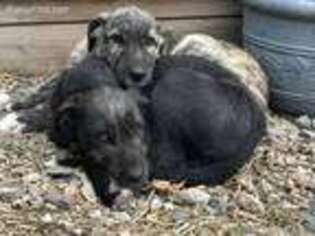 Irish Wolfhound Puppy for sale in New Richland, MN, USA