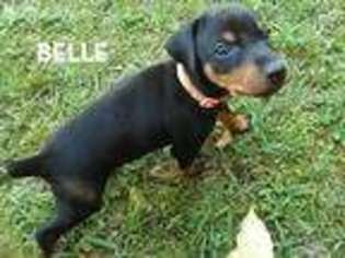 Doberman Pinscher Puppy for sale in Gastonia, NC, USA