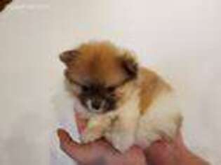 Pomeranian Puppy for sale in Bernville, PA, USA