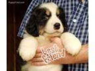 Bernese Mountain Dog Puppy for sale in Urbana, OH, USA